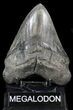 Bargain, Fossil Megalodon Tooth #41801-2